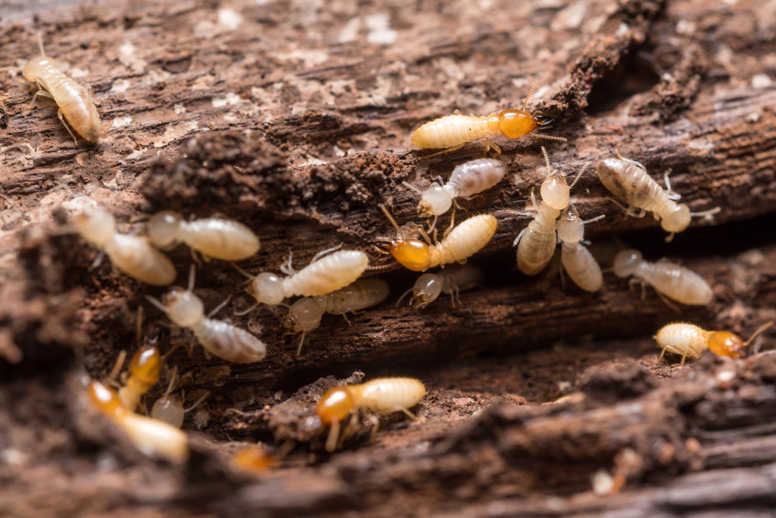 Diagnostic termites, un repérage salutaire